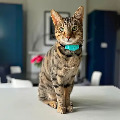 Untitleddesign 21 8E1Dbeaf Beda 45Aa 8A2A E027Fe35E15C 拷贝 1